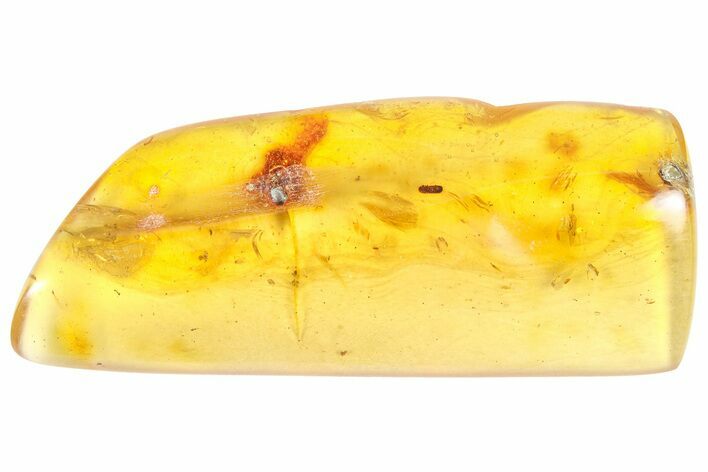 Polished Colombian Copal ( g) - Contains Insects! #364293